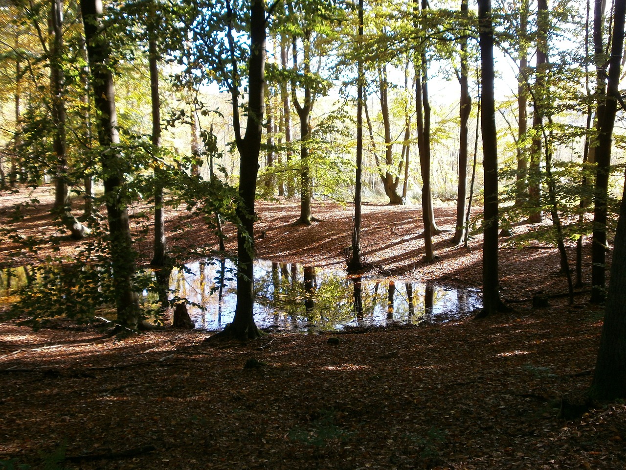 Biosphärenreservat Schorfheide-Chorin - Wald mit Tümpel