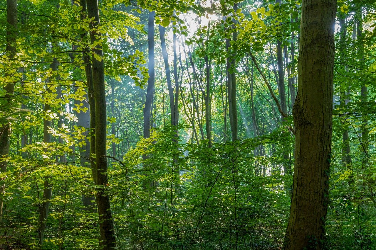 Natur